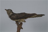 藏品(中杜鵑)的圖片